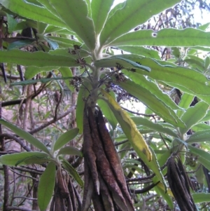 Bedfordia arborescens at Paddys River, ACT - 29 Apr 2017