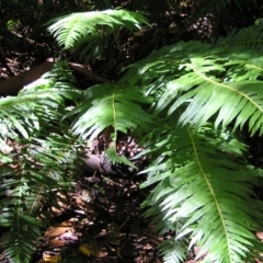 Blechnum nudum (Fishbone Water Fern) at Tidbinbilla Nature Reserve - 29 Apr 2017 by MatthewFrawley