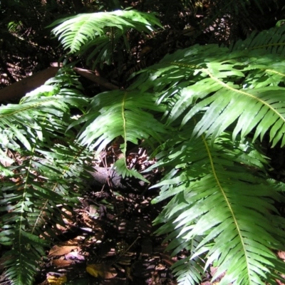 Blechnum nudum (Fishbone Water Fern) at Tidbinbilla Nature Reserve - 29 Apr 2017 by MatthewFrawley