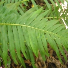 Blechnum nudum at Paddys River, ACT - 29 Apr 2017