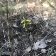 Corunastylis cornuta (Horned Midge Orchid) at Goorooyarroo NR (ACT) - 30 Apr 2017 by AaronClausen