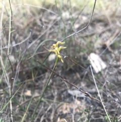 Corunastylis cornuta at Goorooyarroo NR (ACT) - 30 Apr 2017