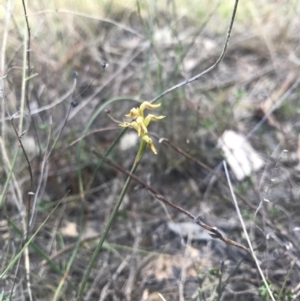 Corunastylis cornuta at Goorooyarroo NR (ACT) - 30 Apr 2017