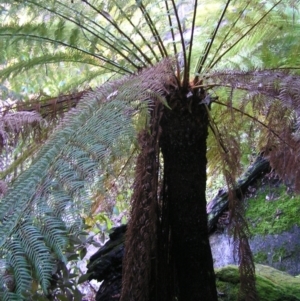 Dicksonia antarctica at Paddys River, ACT - 29 Apr 2017