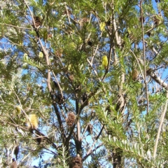 Banksia marginata (Silver Banksia) at Tidbinbilla Nature Reserve - 29 Apr 2017 by MatthewFrawley