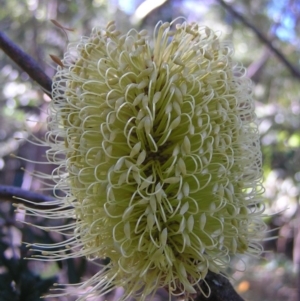 Banksia marginata at Paddys River, ACT - 29 Apr 2017