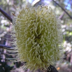 Banksia marginata at Paddys River, ACT - 29 Apr 2017