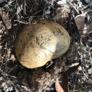 Pisolithus sp. at Goorooyarroo NR (ACT) - 30 Apr 2017