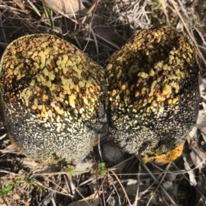 Pisolithus sp. at Goorooyarroo NR (ACT) - 30 Apr 2017