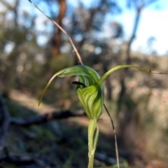 Diplodium laxum (Antelope greenhood) at Mount Jerrabomberra - 30 Apr 2017 by MattM