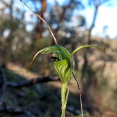 Diplodium laxum (Antelope greenhood) at Mount Jerrabomberra QP - 30 Apr 2017 by MattM