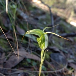 Diplodium laxum at Jerrabomberra, NSW - 30 Apr 2017