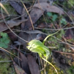 Diplodium laxum at Jerrabomberra, NSW - 30 Apr 2017