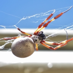 Trichonephila edulis (Golden orb weaver) at Wanniassa, ACT - 30 Apr 2017 by JohnBundock