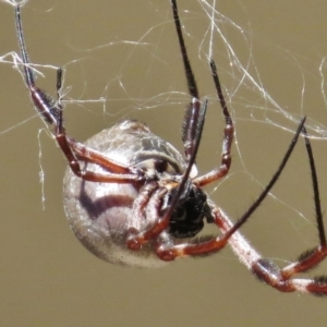 Trichonephila edulis at Wanniassa, ACT - 30 Apr 2017 12:56 PM