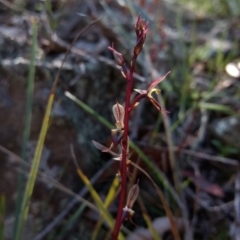 Acianthus exsertus (Large Mosquito Orchid) at Mount Jerrabomberra QP - 30 Apr 2017 by MattM