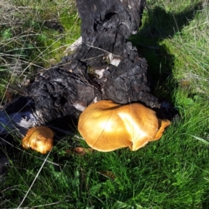 Gymnopilus junonius at Kambah, ACT - 30 Apr 2017