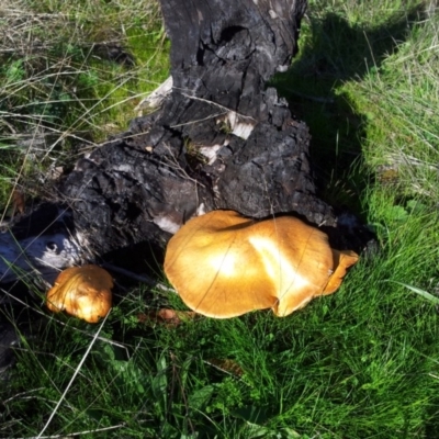 Gymnopilus junonius (Spectacular Rustgill) at Mount Taylor - 30 Apr 2017 by RosemaryRoth