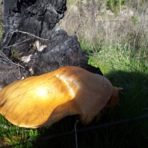 Gymnopilus junonius at Kambah, ACT - 30 Apr 2017 01:57 PM