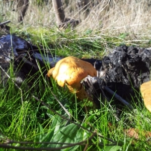 Gymnopilus junonius at Kambah, ACT - 30 Apr 2017 01:57 PM