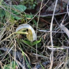 Diplodium truncatum (Little Dumpies, Brittle Greenhood) at Mount Majura - 30 Apr 2017 by petersan