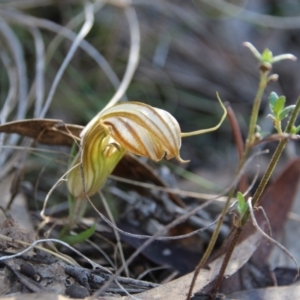 Diplodium truncatum at Watson, ACT - 30 Apr 2017