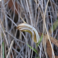 Diplodium truncatum at Watson, ACT - suppressed