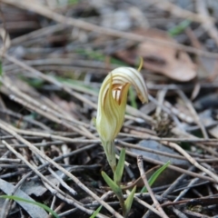 Diplodium truncatum (Little Dumpies, Brittle Greenhood) at Mount Majura - 30 Apr 2017 by petersan