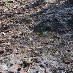 Diplodium truncatum at Canberra Central, ACT - suppressed