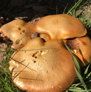 Gymnopilus junonius at Gungahlin, ACT - 30 Apr 2017 04:08 PM