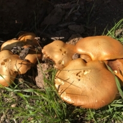 Gymnopilus junonius at Gungahlin, ACT - 30 Apr 2017 04:08 PM