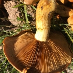 Gymnopilus junonius at Gungahlin, ACT - 30 Apr 2017 04:08 PM