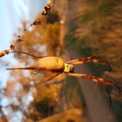 Trichonephila edulis (Golden orb weaver) at Hawker, ACT - 30 Apr 2017 by NathanaelC