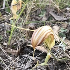 Diplodium truncatum at Bungendore, NSW - 30 Apr 2017