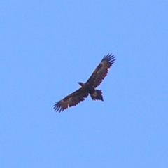 Aquila audax (Wedge-tailed Eagle) at Conder, ACT - 30 Apr 2017 by MatthewFrawley