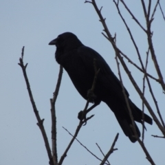 Corvus coronoides (Australian Raven) at Coombs, ACT - 24 Apr 2017 by michaelb