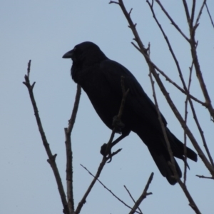 Corvus coronoides at Molonglo River Reserve - 24 Apr 2017 06:56 PM