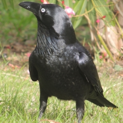 Corvus coronoides (Australian Raven) at Conder, ACT - 16 Apr 2014 by MichaelBedingfield