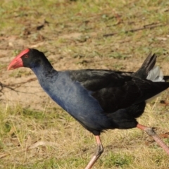 Porphyrio melanotus (Australasian Swamphen) at Coombs, ACT - 29 Apr 2017 by michaelb