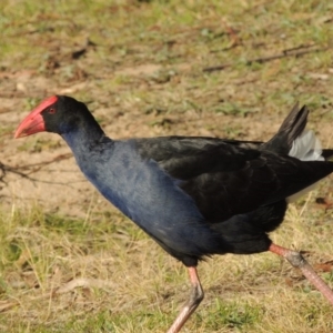 Porphyrio melanotus at Coombs, ACT - 30 Apr 2017