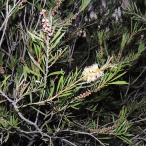 Callistemon sieberi at Molonglo River Reserve - 30 Apr 2017