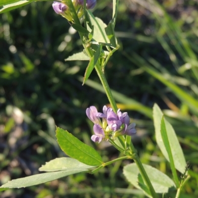Medicago sativa (Lucerne, Alfalfa) at Coombs, ACT - 30 Apr 2017 by MichaelBedingfield