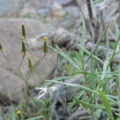 Senecio quadridentatus (Cotton Fireweed) at Coombs, ACT - 30 Apr 2017 by MichaelBedingfield