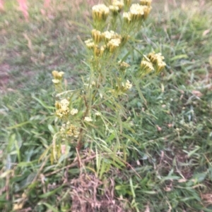 Tagetes minuta at Pambula, NSW - 1 May 2017 09:44 AM