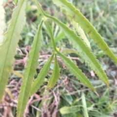 Tagetes minuta at Pambula, NSW - 1 May 2017 09:44 AM