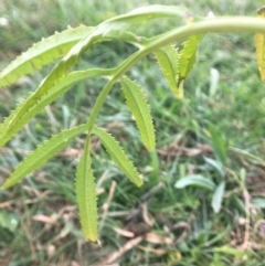 Tagetes minuta at Pambula, NSW - 1 May 2017 09:44 AM