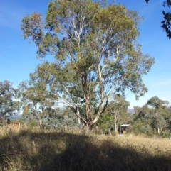 Eucalyptus blakelyi (Blakely's Red Gum) at Little Taylor Grasslands - 30 Apr 2017 by RosemaryRoth