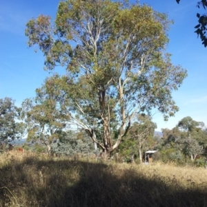 Eucalyptus blakelyi at Little Taylor Grassland (LTG) - 1 May 2017 09:16 AM