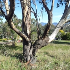 Eucalyptus blakelyi at Little Taylor Grassland (LTG) - 1 May 2017 09:16 AM