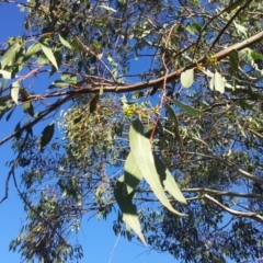 Eucalyptus blakelyi at Kambah, ACT - 1 May 2017